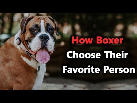 7 Signs You Are a Boxer Dog's Favorite Person || A Day in the Life