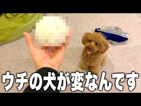 なんでこんなのに興味持つねん！笑