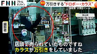 【独自】「初犯じゃないよな…」スーパー店頭のカップ麺をカラスが万引き　行方追うと隣の建物の屋根で器用に中身を食べる　岡山