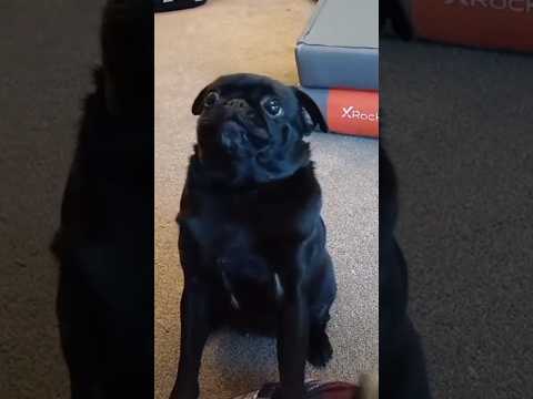 Adorable pug, being funny/cute/dumb sometimes I think then I forget #petlover #subscribe #adorable