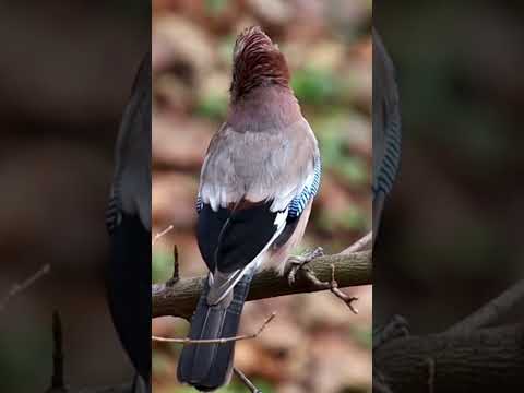 #wildlife Eurasian Jay #birds