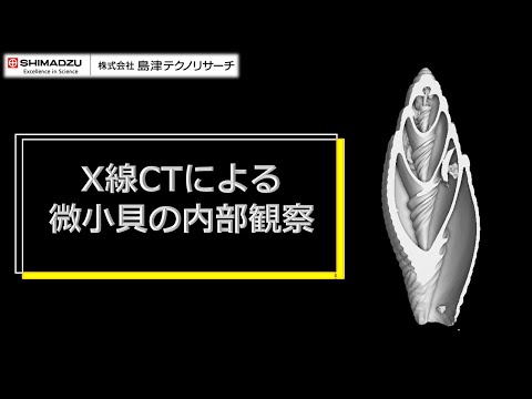 X線CTによる微小貝の内部観察