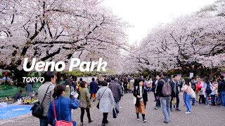 Ueno Park, Tokyo | Japan Travel Guide