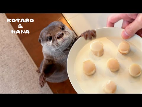 Otters Go Into Scallop-Fueled Eating Frenzy