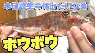 【魚捌き方】未確認生命体⁉️ほうぼうを捌いて天ぷらにしたら超美味しい‼️【料理】