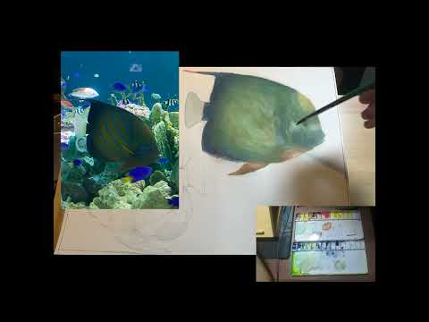 Watercolor: Blurring angelfish & Orbicular batfish 水彩畫：藍環神仙與尖翅燕魚