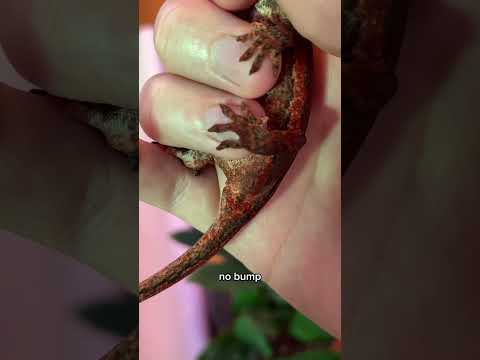 Gecko gender reveal