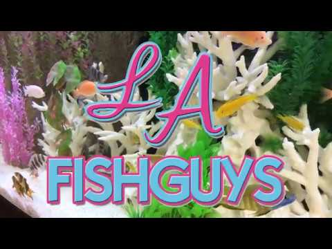 Sea Nettle Jellyfish, LA Fishguys, Episode 160