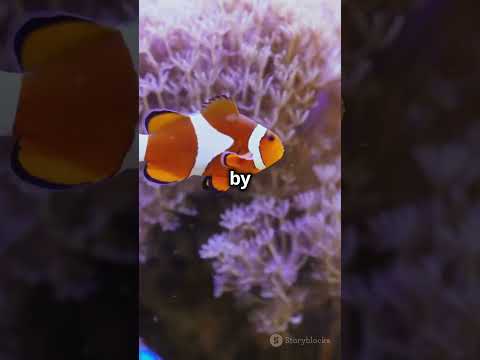 Clownfish: The Colorful Helpers of the Reef! 🐠🌊