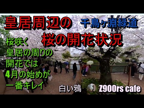 皇居周辺の桜の開花状況