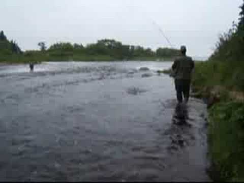 Atlantic salmon fights hard taking all my Float line