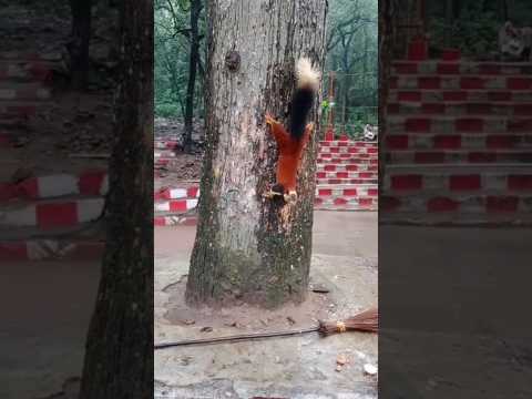 The Squirrel isbrown#subscribe  #viral #ytshorts #youtubeshorts