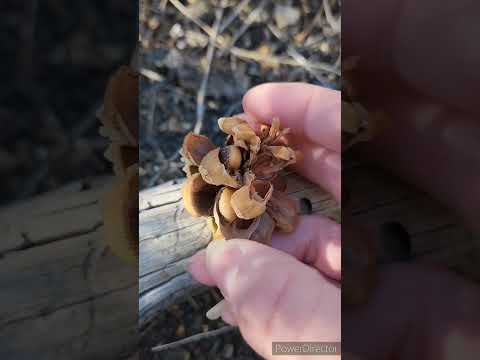 Pine Nuts in the Desert! #foraging #arizonaliving #survival