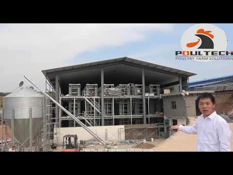 High Quality  H Type Layer Cage Farm 100,000 Chickens From Poul Tech Poultry Equipment