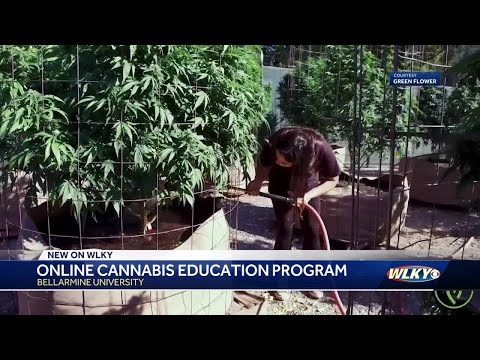 Bellarmine University's online cannabis program kickstarting careers in a growing industry