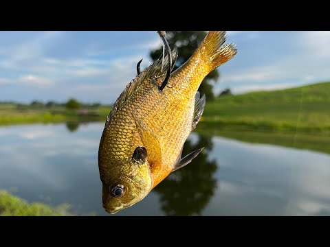 Best Way To Catch Catfish In Ponds | Big Fish Caught!