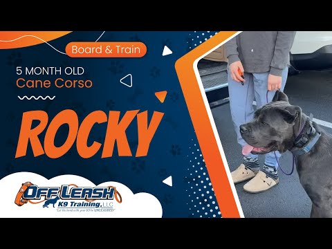 Rocky | 5 Month Old Cane Corso | Off Leash K9