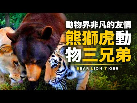 真的很感人！熊獅虎三兄弟！動物界非凡友情！熊獅虎共處10多年交情不變！BLT熊獅虎三兄弟的故事 | 智慧宇宙 Wisdom 365