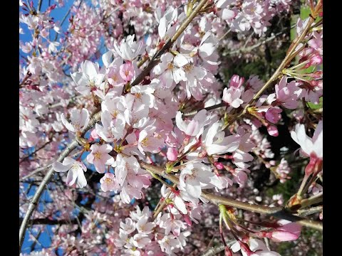 Прекрасная весенняя песня, вы только послушайте: Женская весна, исполняет Людмила Соколова.