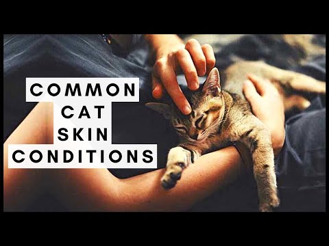 Common Cat Skin Conditions