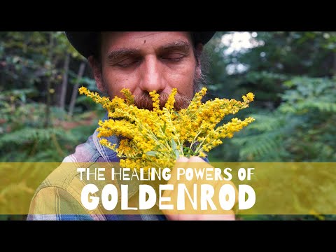 The Healing Powers of Goldenrod