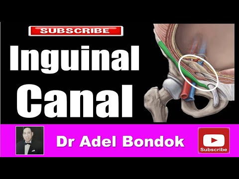 Inguinal Canal and Inguinal Hernia, Dr Adel Bondok Making Anatomy Easy