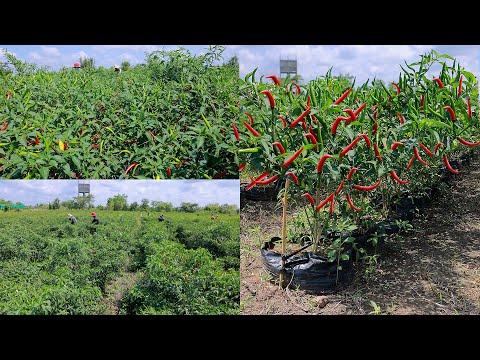 Using 90000 Plastic Pots For Growing Chili Peppers On No Fertile And Waterlogged Soil