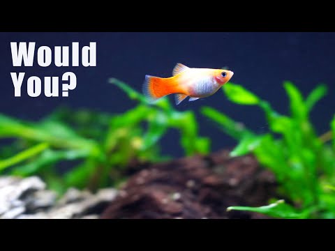 Should You or Would You Stock Your 20 Gallon Tank With These BASIC Fish??