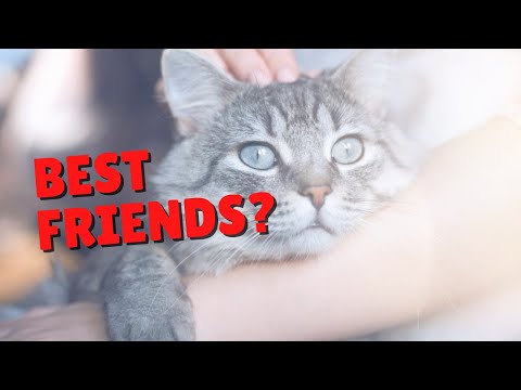 How Well Do You Know Your Cat? | Two Crazy Cat Ladies