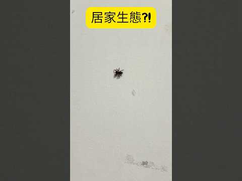 Little Spider in the House! 居家的小蜘蛛-蠅虎! #spider #wildlife