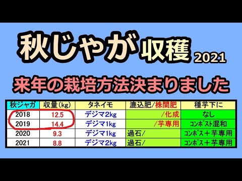 【秋ジャガイモの収穫 2021】来年の栽培方法がわかりました