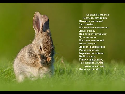 Анатолій Камінчук Березень як зайчик Вчимо вірш он-лайн з дітьми 6-7-ми років