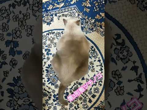 【ツチノコみたいなニャンコ】第３形態テトちゃん　#shorts #ねこ #変形 #ツチノコ