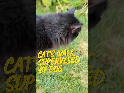 The cat Marmora in her walks is supervised by dog#shorts #dogs #cats