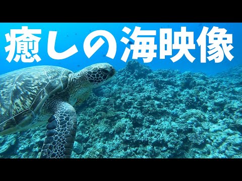 【沖縄の海をただ流す癒し映像】BGMジャズ　skindibing diving in okinawa