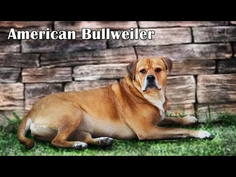 American Bullweiler - All You Need to Know / American Bulldog Rottweiler Mix