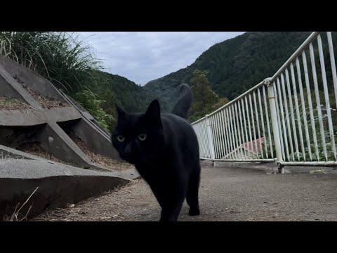 坂道で追いかけてくる黒ねこちゃん　No.７７８　２０２４年　１０月１６日　１７：００　のくろねこちゃん　black cat