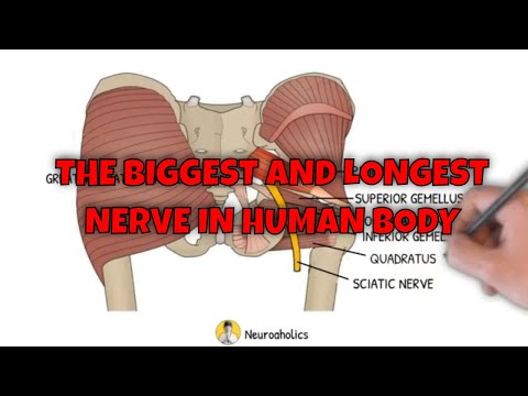 The biggest nerve in the human body | Neuroaholics