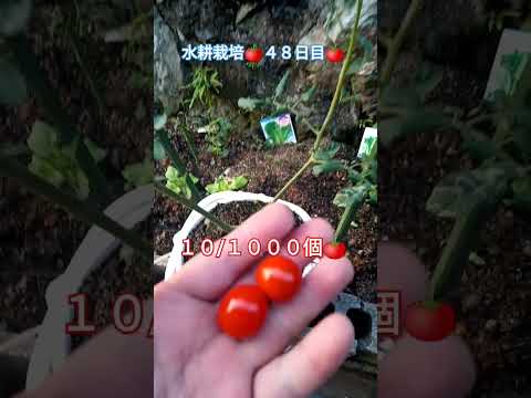 水耕栽培🍅４８日目🍅 #shortsfeed #家庭菜園 #水耕栽培ミニトマト