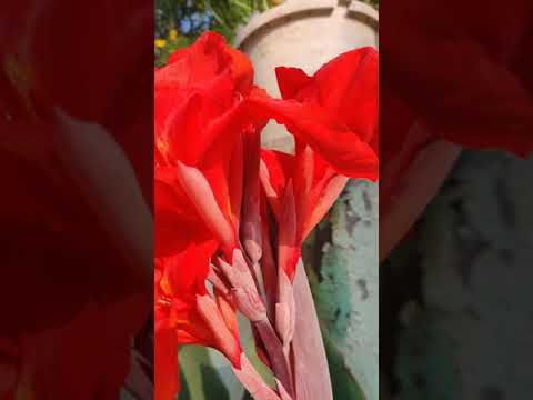 #youtube #short #shorts Cannas flowers | Cannas plants #cannas