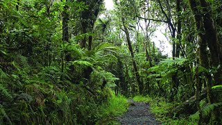 Relaxing Sounds of El Yunque National Forest (Puerto Rico) - New Version! High Quality 10 Hour Audio