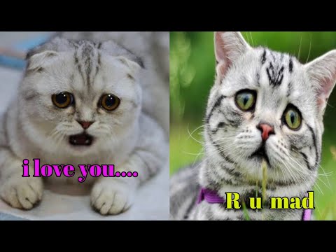 talking cat | funny cat | these cat can speak english | fun superfast