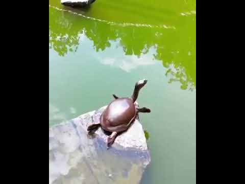 カメの日光浴🐢背伸びをしている訳ではないと思います