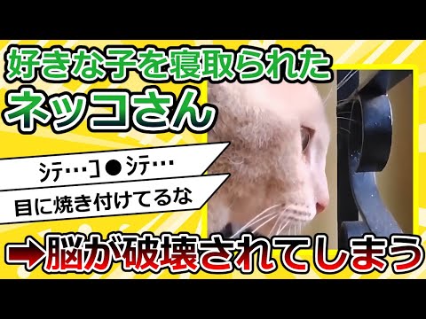 【2ch動物スレ】猫さん、好きだった子が寝取られ脳が破壊されてしまう