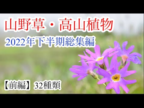 【山野草•高山植物】2022年総集編　前編32種類