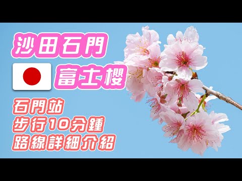 【石門櫻花】賞櫻新景點－沙田石門城門河 | 石門站C出口步行10分鐘 | 二月下旬富士櫻花盛放 | 路線詳細介紹 | Nikon Zfc