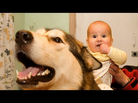 Alaskan Malamute Dog Love Baby Compilation NEW