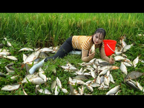 Harvest fish in the fields, cook fish and mushrooms to enjoy with your pets