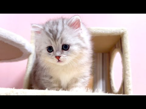 ★まとめ★いつかのクルミ家の子猫達をまとめてみた件【猫のいる生活Vol.751～754】出産動画 マンチカン短足・ミヌエット・ペルシャ猫専門ブリーダー『ペット蔵人』【子猫の成長記録】