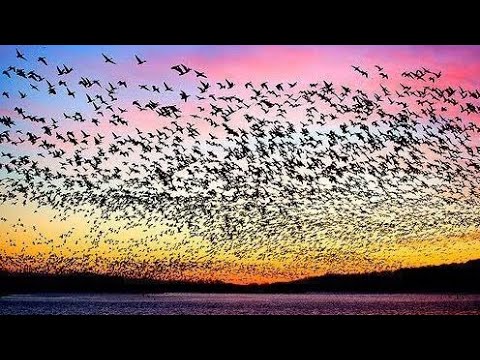 Beautiful Birds fly on the Sky bhopal